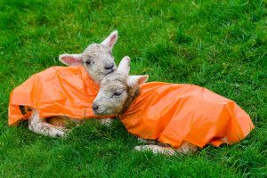 lambs-in-bright-jackets