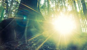 low level sunlight shining through the trees
